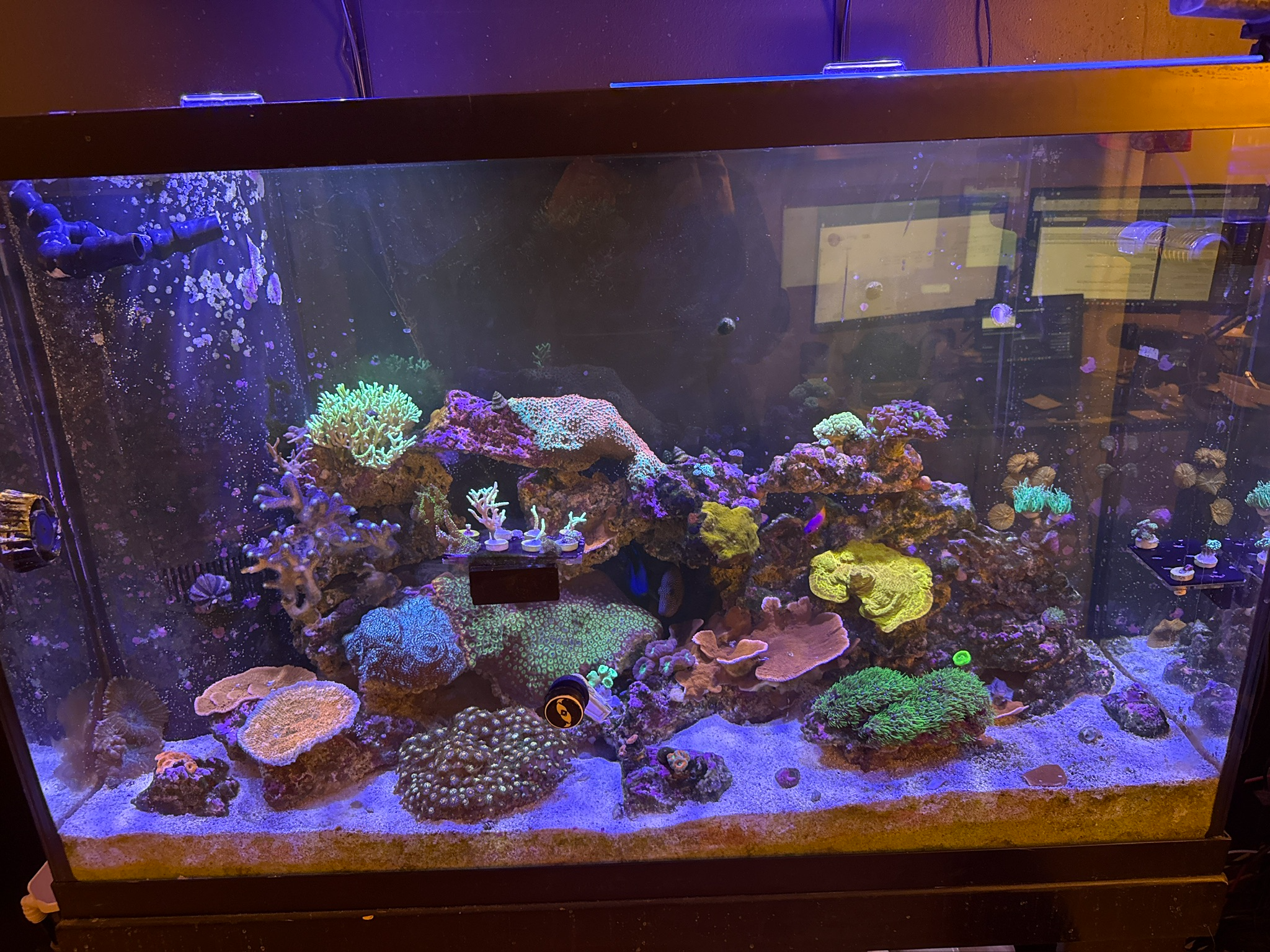 Reef tank 1