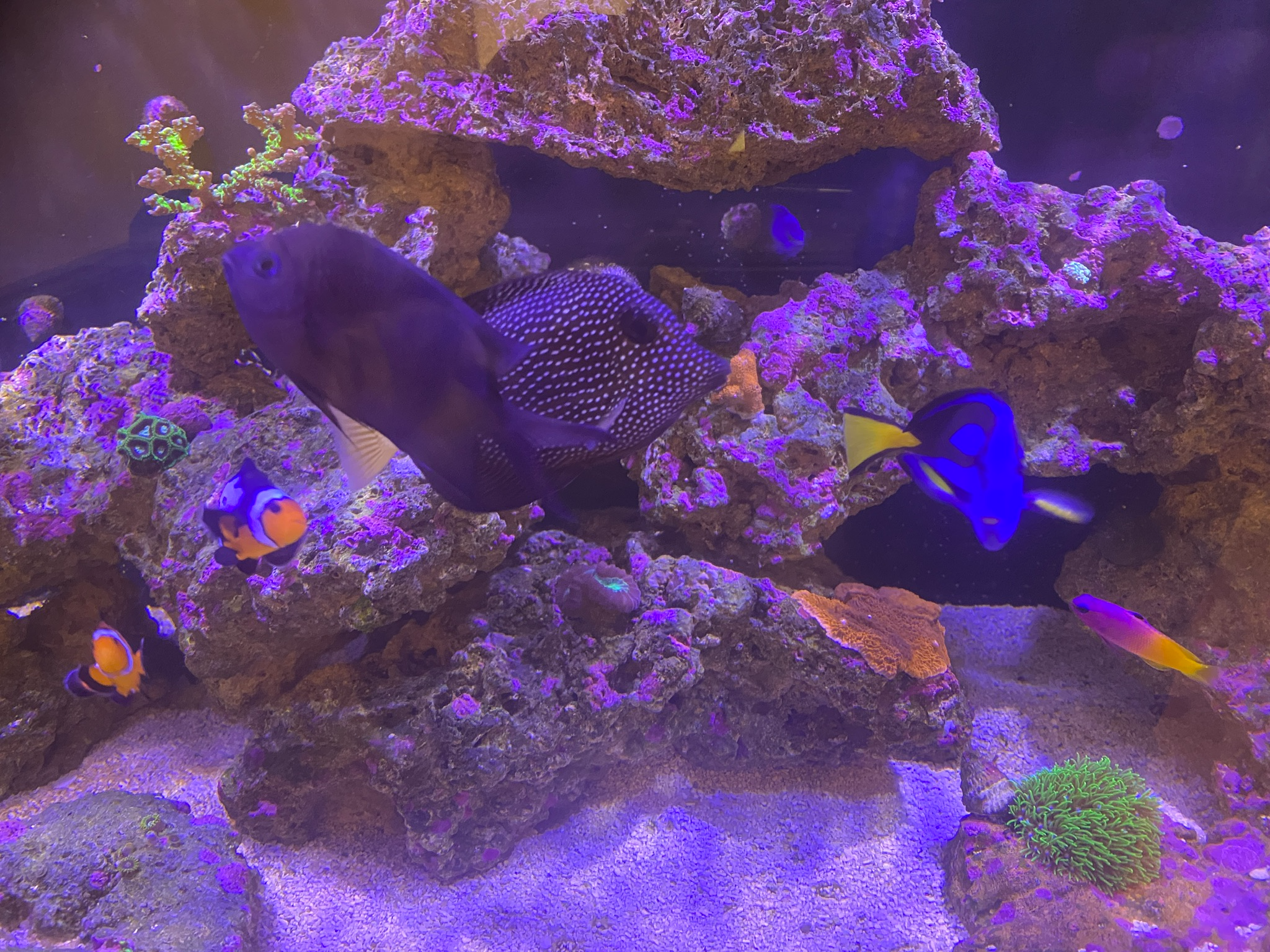 Reef tank 2